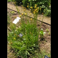 Scorzonera Hispanica L. - Scorsonere d'Espagne (fam. Composees)(Europe, Asie temperee)(00)